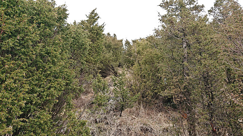 Finding a way through the dense bushes to reach the summit