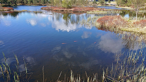 Example of the rich fauna in and around Kvassnesstemma