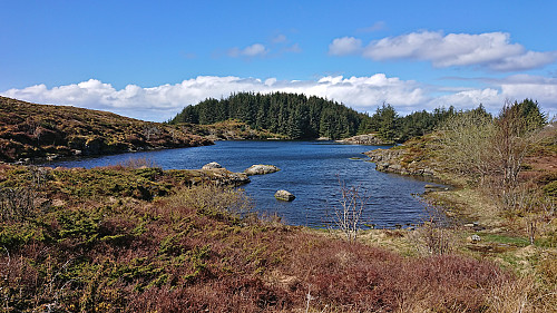 Pollen from the trail to Sjøbua