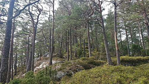 Following the ridge towards the summit of Eidsvikåsen
