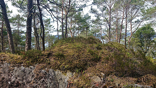 The westernmost summit of Eidsvikåsen and most likely the highest point