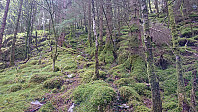 Weak trail after the bridge