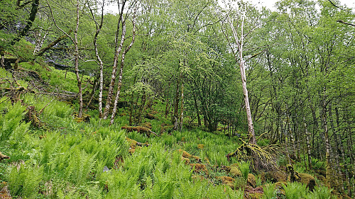 Steep ascent to Haugafjellet