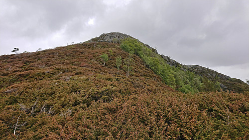 The ridge to the summit of Haugafjellet