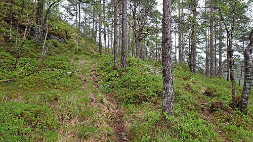 Trail/deer track between Langedalsvatnet and Eikelandsvatnet