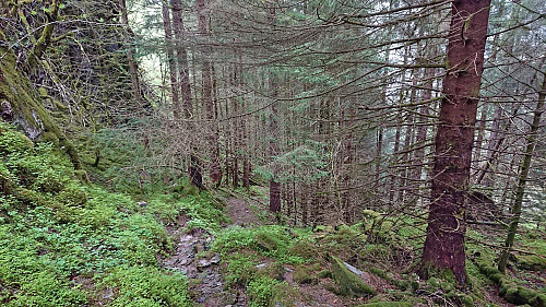 Soon disappearing trail north from Slåsetret