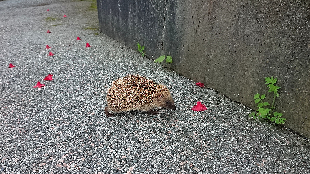 Local wildlife at Lønborg
