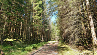 Tractor road from Djupevika