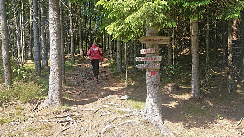 The start of the marked trail to the summit