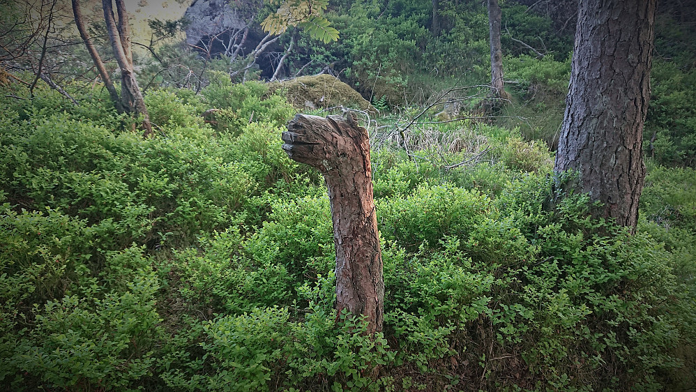 The local giraffe at Ørneberget ;)