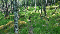 Deer track or weak trail?