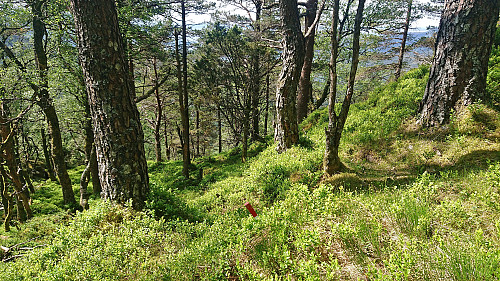 Trail marker below Skeidalssetra