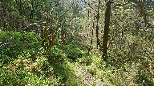 More trail markers below Skeidalssetra. And a weak trail!