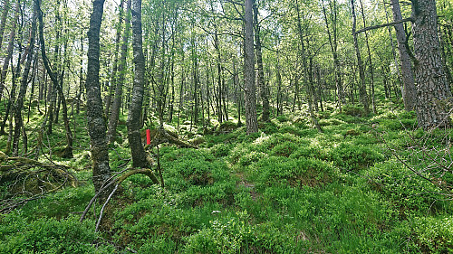 Marked trail to Litlefjellet