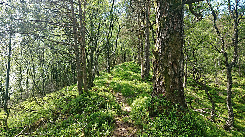Trail to Litlefjellet