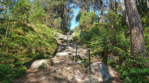 Tractor road turns into trail