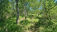 Marked trail to Oksla/Storfjellet