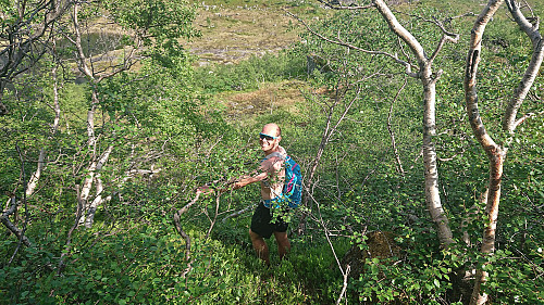 Endre enjoying the denser vegetation for the last part of the descent from Smørstakken 