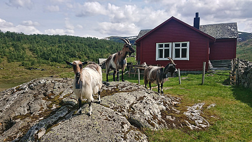 The welcoming committee at Remlo :)