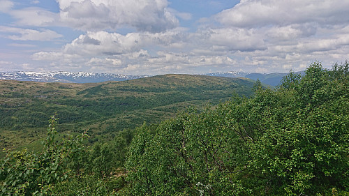 Skorseteggi from Høgenoltane