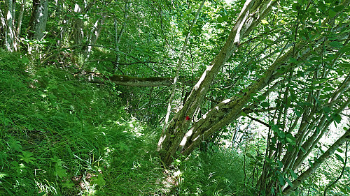 Trying to follow the marked trail was not always easy