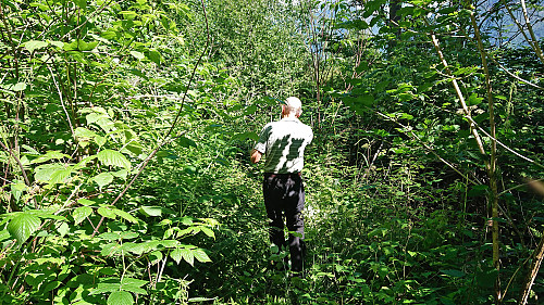 More fights with the dense vegetation...