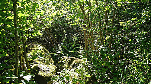 Navigating back through the dense vegetation
