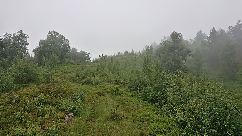 The tractor road (almost) to the summit