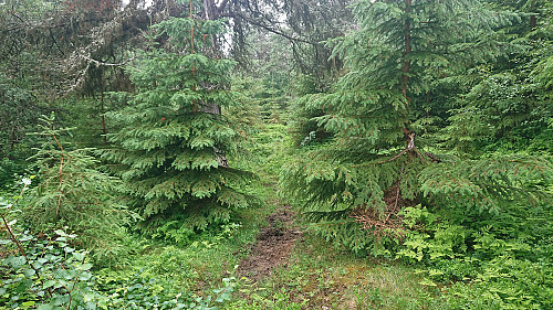 The final weak trail to the summit cairn