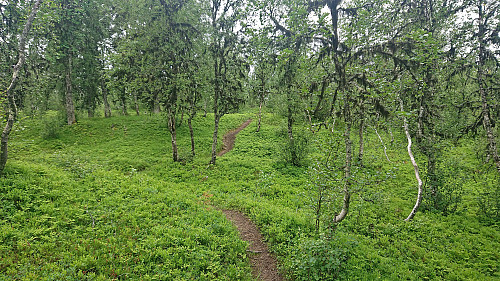 The very nice trail towards Bondehaug utsiktspunkt