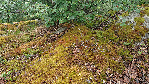 The trig bolt at the summit of Bondehaug