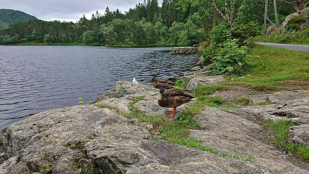 Two of the ten ducks at Langevatnet today