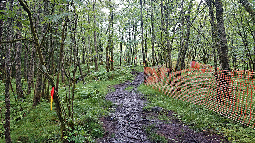 New muddy route to Smøråsfjellet from Valle due to new houses
