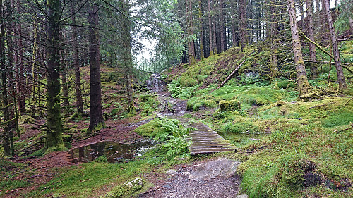 The trail to Hamrefjellet