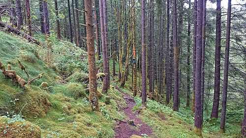 Trail on the south side of Bjørnevasskletten