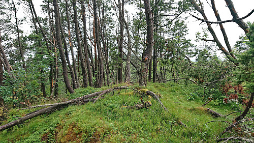 The summit area at Bjørnevasskletten