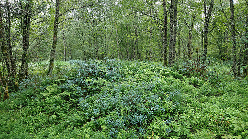 Most likely the highest point at Storhaugen west of Bjørnevasskletten