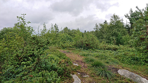 The summit of Litlafjellet northwest of Bjørnavatnet