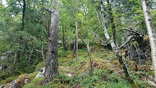 The off-trail ascent to Marietoppen