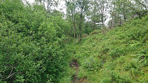 Trail to Stemmedalshaugane