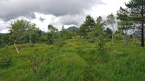 North along the ridge at Stemmedalshaugane with Hausdalshorga in the background