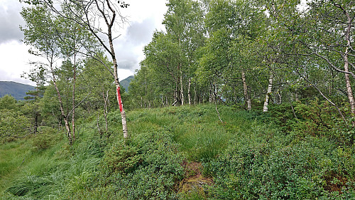 The highest point at Stemmedalshaugane