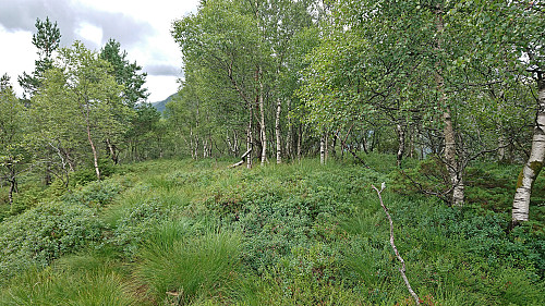 The highest point at Stemmedalshaugane