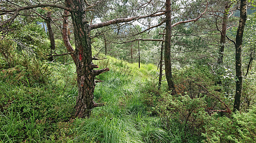 More trail markers