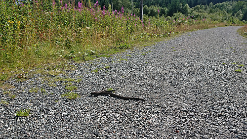 Hoggorm in the gravel road southwest of the summit