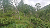 The trail north from Gavvasstølen