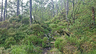 The trail to Børøyklampen