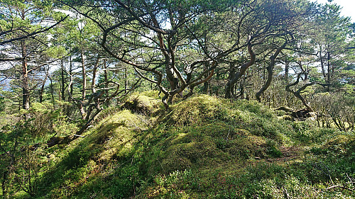 The highest point southeast at Børøyklampen