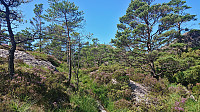 Unmarked trail to Lyklingfjellet