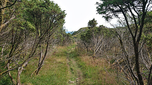 Descending between the juniper bushes/trees